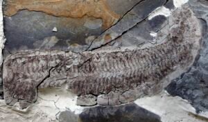 ‘Sue’, a 444-million-year-old fossil, reveals stunning soft tissue