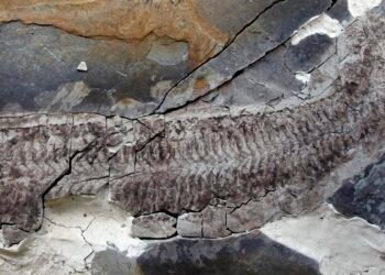 ‘Sue’, a 444-million-year-old fossil, reveals stunning soft tissue preservation