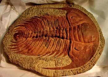 Ancient marine extinction revealed: hydrogen sulfide gas found as key culprit