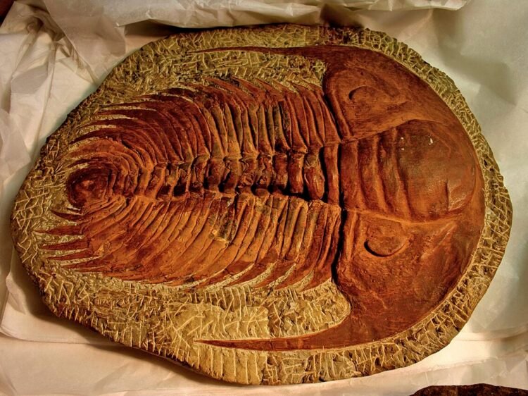 Ancient marine extinction revealed: hydrogen sulfide gas found as key culprit