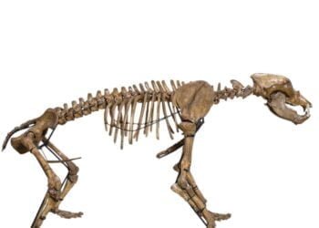 Ancient humans were skinning bears to wear their fur at least 320,000 years ago