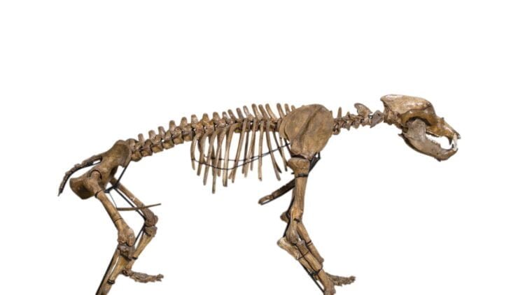 Ancient humans were skinning bears to wear their fur at least 320,000 years ago