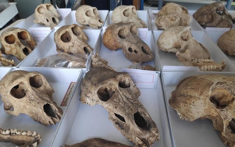 Ancient Egypt's sacred baboons had tough lives, new study reveals captivity challenges