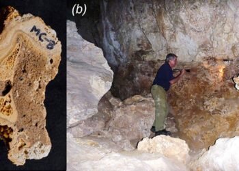 Ancient kangaroo bone study overturns claims of human hunting and reveals Australia’s first fossil collectors