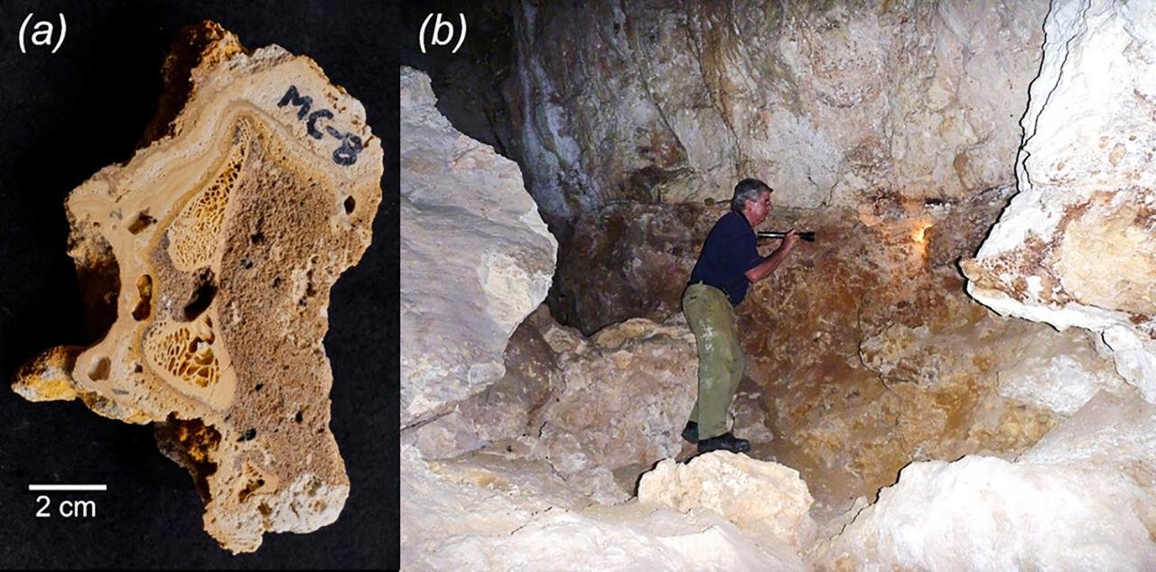 Ancient kangaroo bone study overturns claims of human hunting and reveals Australia’s first fossil collectors