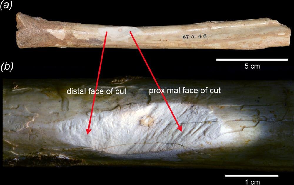 Ancient kangaroo bone study overturns claims of human hunting and reveals Australia’s first fossil collectors