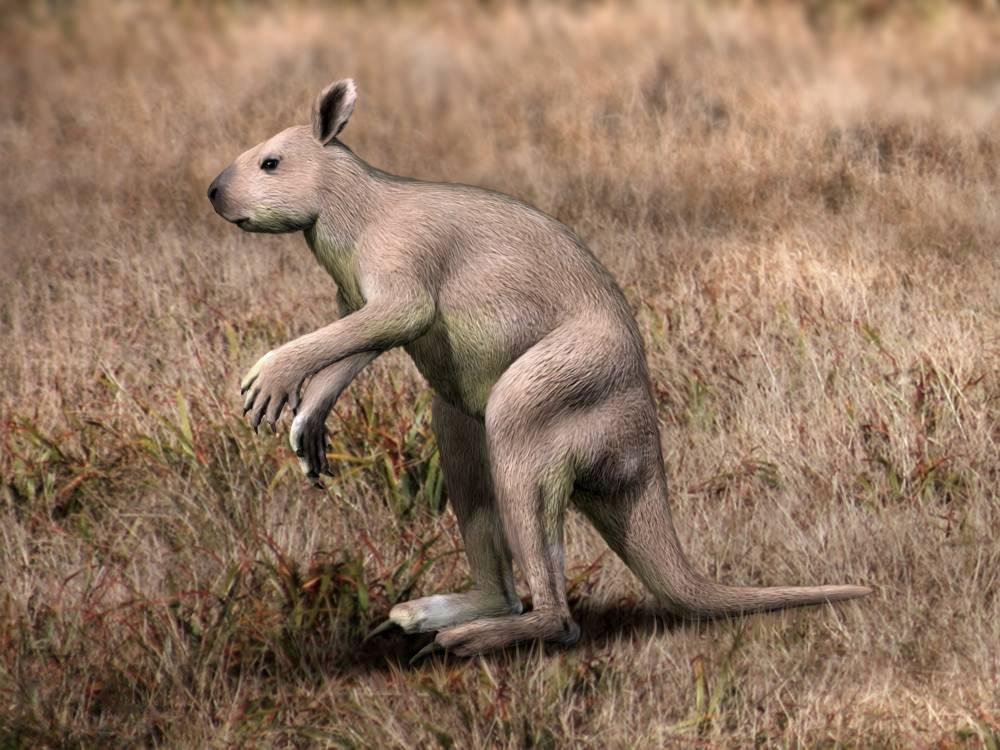 Ancient kangaroo bone study overturns claims of human hunting and reveals Australia’s first fossil collectors