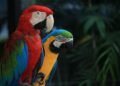 Study shows ancient Puebloans housed macaws and parrots in great houses for ritual purposes
