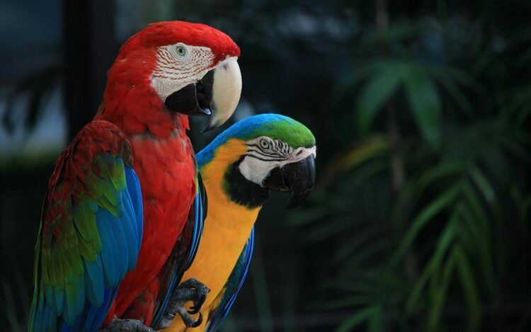 Study shows ancient Puebloans housed macaws and parrots in great houses for ritual purposes