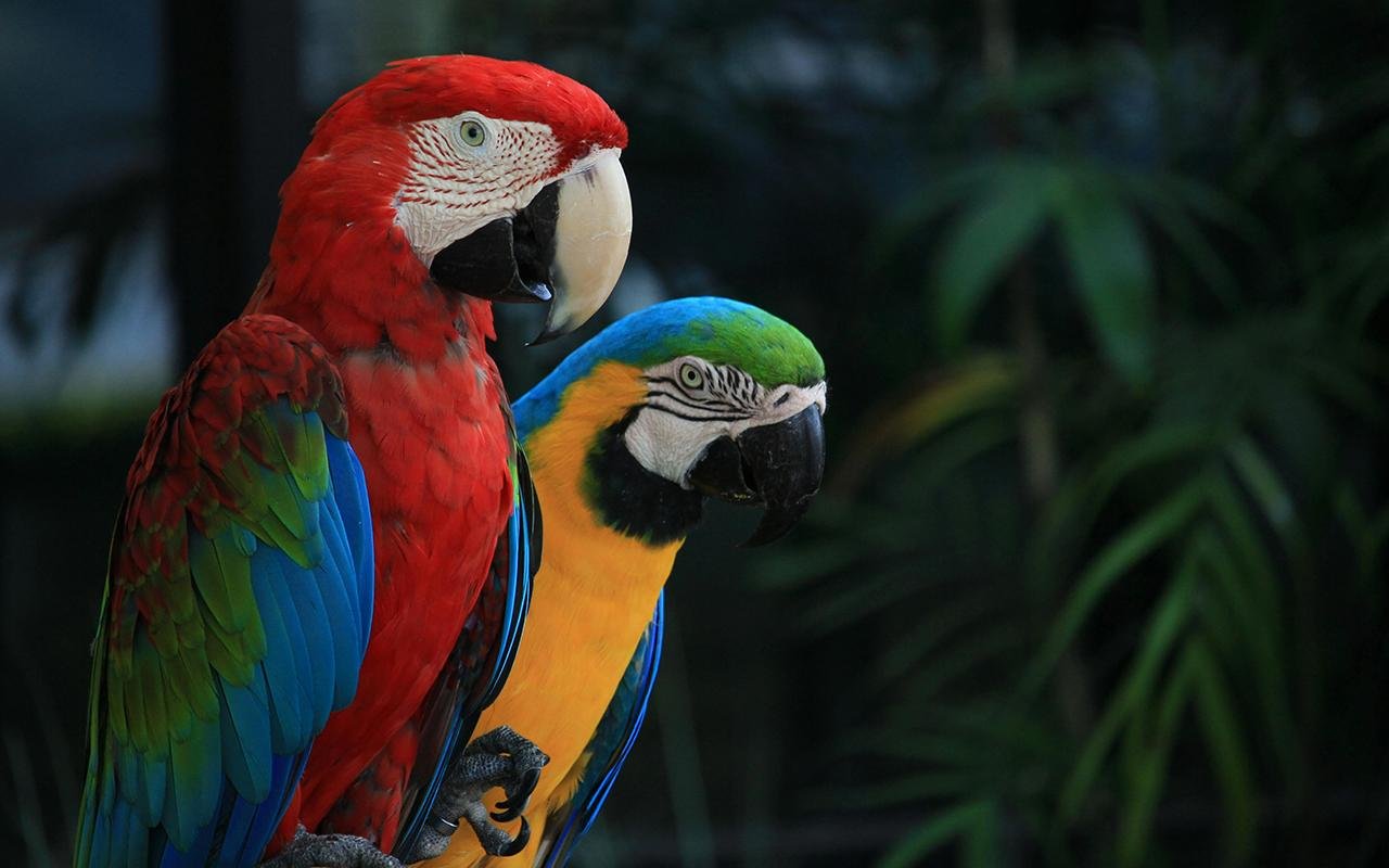 Study shows ancient Puebloans housed macaws and parrots in great houses for ritual purposes