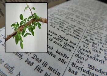 Ancient seed revives a lost biblical tree with medicinal potential