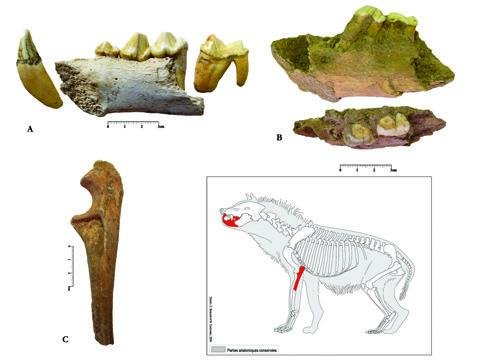 Prehistoric animal remains in Iran's Wezmeh Cave reveal ancient Zagros ecosystems