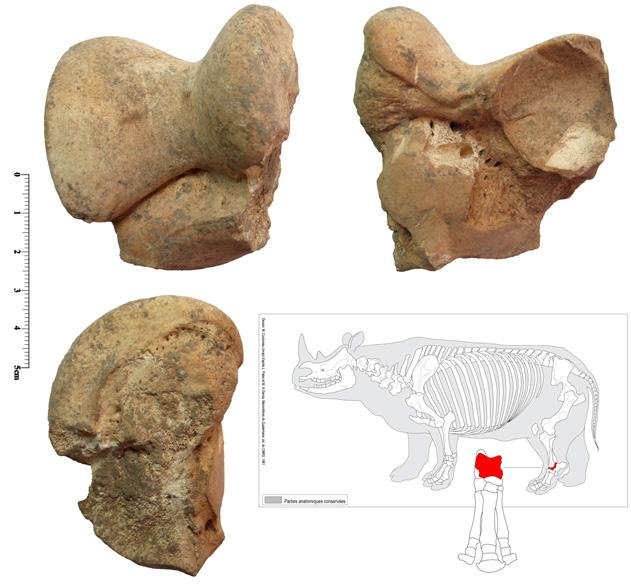 Prehistoric animal remains in Iran's Wezmeh Cave reveal ancient Zagros ecosystems