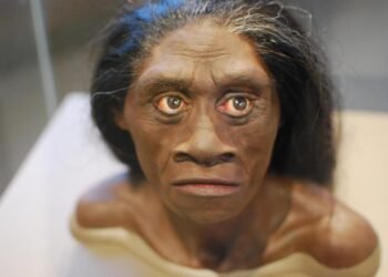 New study reveals archaic 'hobbits' were even smaller than previously thought