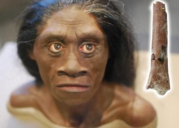 New study reveals archaic 'hobbits' were even smaller than previously thought