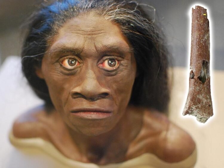 New study reveals archaic 'hobbits' were even smaller than previously thought