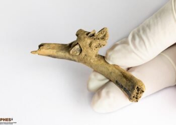 Prehistoric arrowhead embedded in human rib reveals ancient violence in the Pyrenees over 4,000 years ago