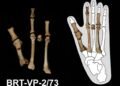 Ancient foot fossil finally identified as an enigmatic hominin species that lived alongside Lucy in Ethiopia