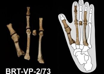 Ancient foot fossil finally identified as an enigmatic hominin species that lived alongside Lucy in Ethiopia