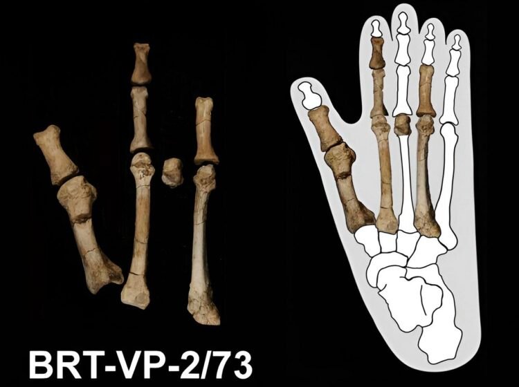 Ancient foot fossil finally identified as an enigmatic hominin species that lived alongside Lucy in Ethiopia