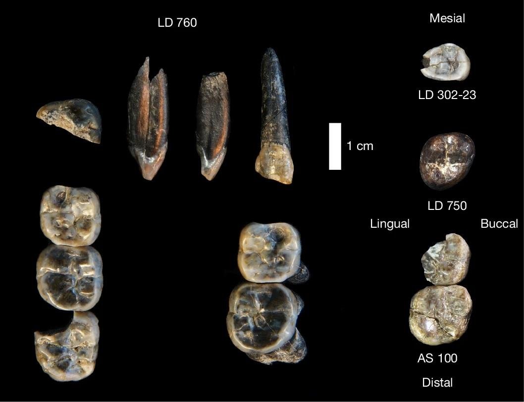 Fossil teeth in Ethiopia reveal new Australopithecus species that lived alongside early Homo ancestors