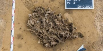 7,000-year-old beaver bone pit discovered in Germany reveals Neolithic fur hunting practices