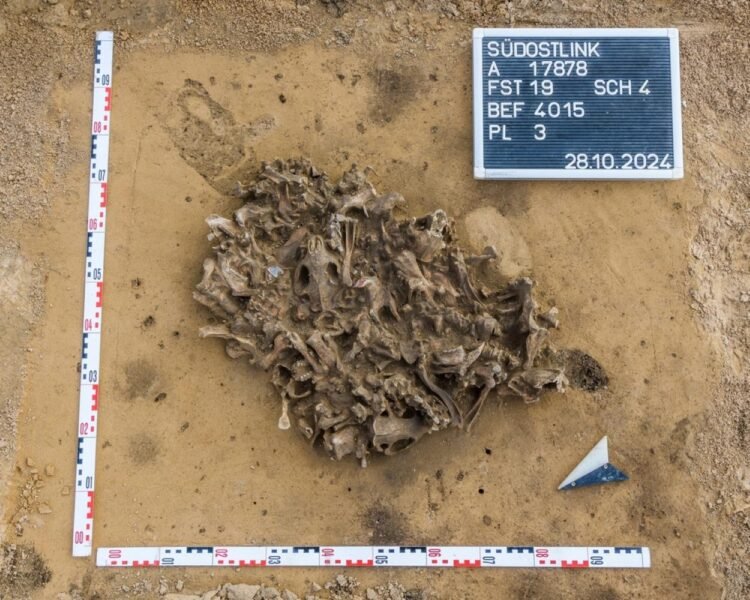 7,000-year-old beaver bone pit discovered in Germany reveals Neolithic fur hunting practices