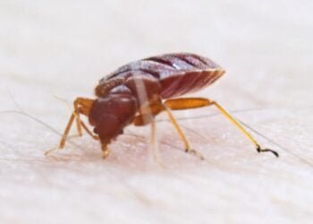 Archaeological discovery reveals bedbugs came to Britain with the Romans