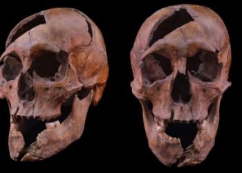 DNA confirms identity and violent death of Béla, the assassinated duke of Macsó