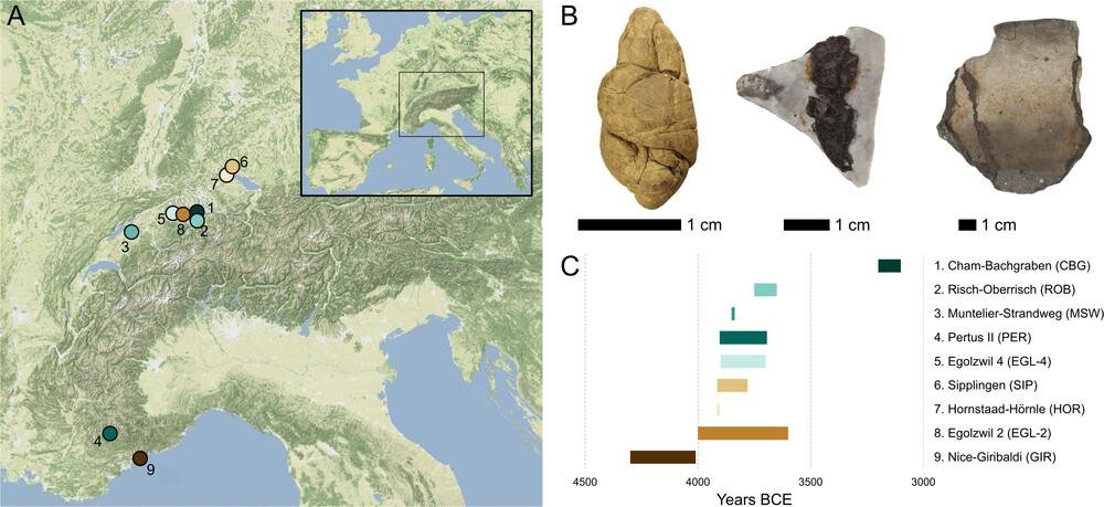 Ancient birch tar reveals how Europe’s first farmers chewed, cooked, and crafted 6,000 years ago