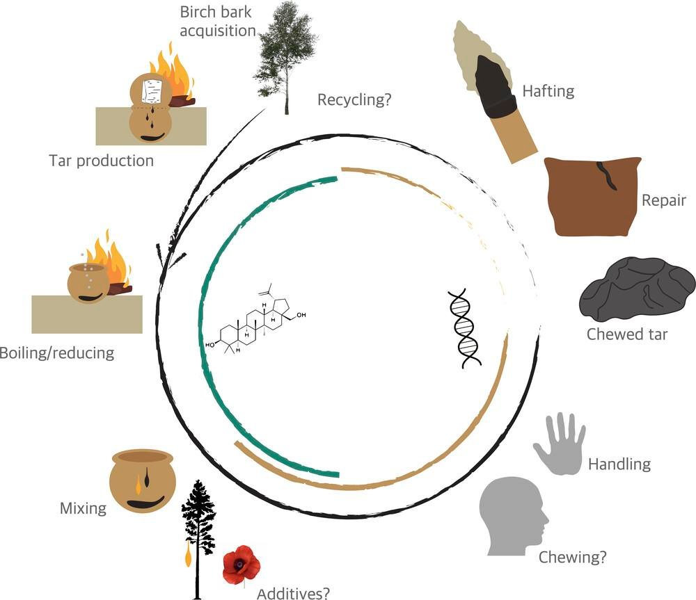 Ancient birch tar reveals how Europe’s first farmers chewed, cooked, and crafted 6,000 years ago