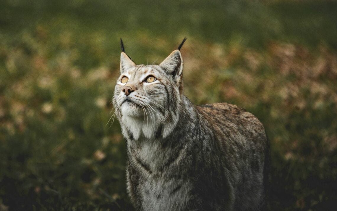 Archaeologists unearthed 1,500-year-old burial of lynx with four dogs ...