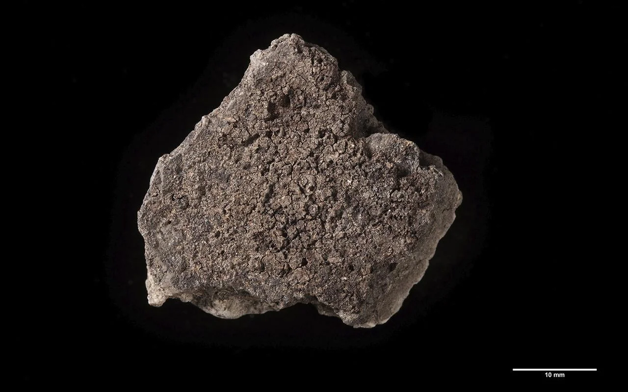 5,000-year-old burnt food remains reveals varied Neolithic diets in Germany