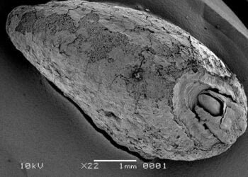 5,000-year-old burnt food remains reveals varied Neolithic diets in Germany