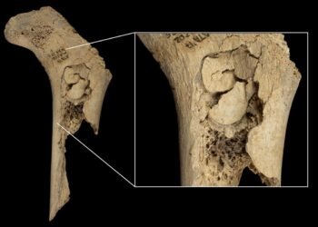 5,700-year-old cannibalism linked to Neolithic violence uncovered at El Mirador cave in Spain