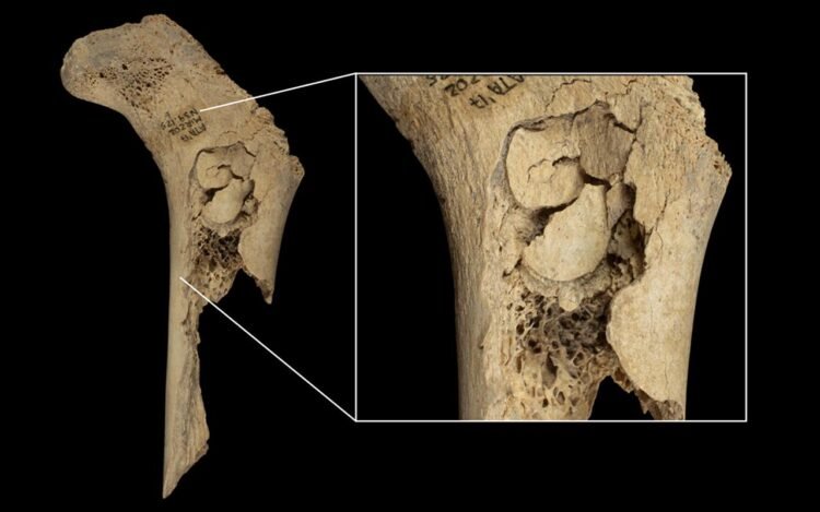 5,700-year-old cannibalism linked to Neolithic violence uncovered at El Mirador cave in Spain