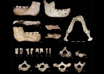 Casablanca fossils dated 773,000 years back reveal African origin of last common ancestor of humans and Neanderthals