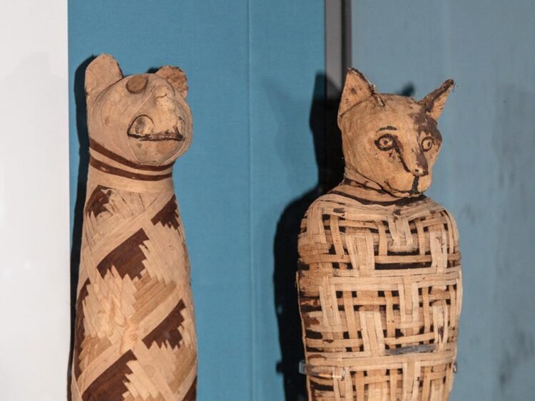 Cat domestication originated in ancient Egypt, new studies reveal