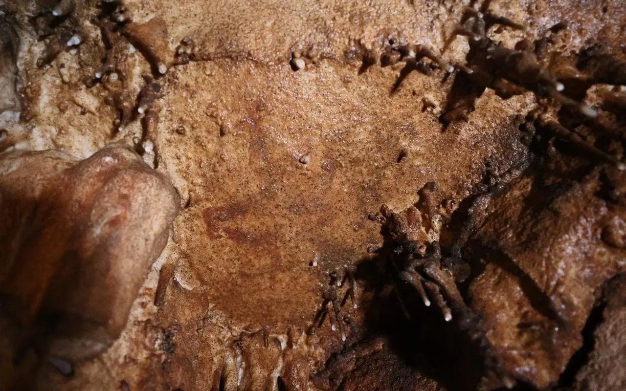 Archaeologists discover largest palaeolithic cave art site in Eastern Iberia