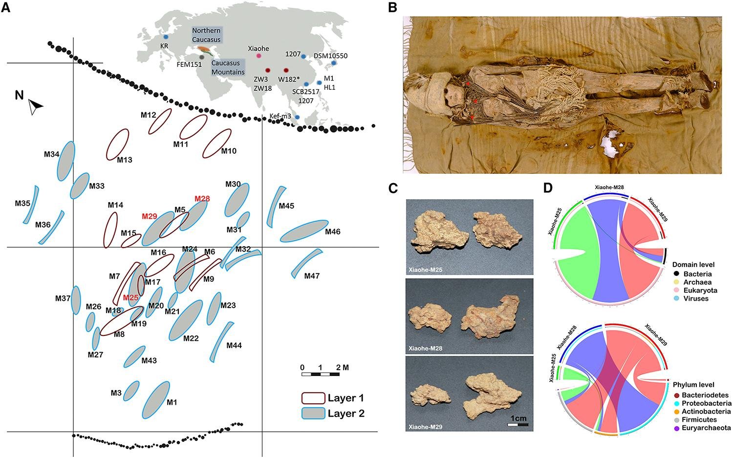 World's oldest cheese discovered on ancient Chinese mummies