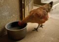 2,000-year-old domestic chicken bones reveal early domestication and farming in Korea