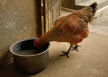2,000-year-old domestic chicken bones reveal early domestication and farming in Korea