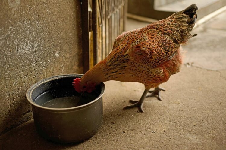 2,000-year-old domestic chicken bones reveal early domestication and farming in Korea