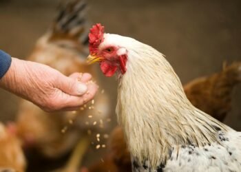 New research reveals new evidence about when, where, and how chickens were domesticated