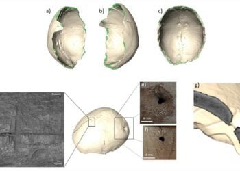 Cup made from prehistoric human skull discovered in Spanish cave
