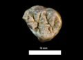 Cut marks on 1.6-million-year-old bones reveal early humans moved and processed meat in Kenya