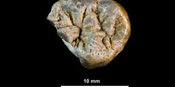 Cut marks on 1.6-million-year-old bones reveal early humans moved and processed meat in Kenya