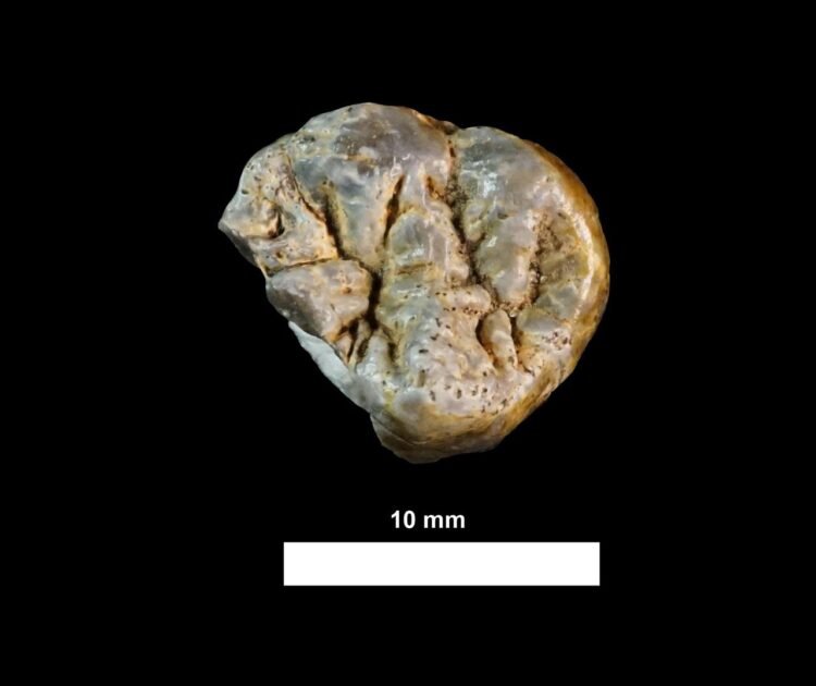 Cut marks on 1.6-million-year-old bones reveal early humans moved and processed meat in Kenya