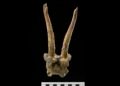 Rare deer skull headdress discovered in Germany highlights exchange between hunter-gatherers and Europe's first farmers
