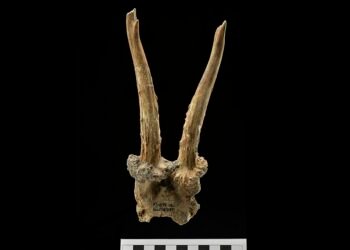 Rare deer skull headdress discovered in Germany highlights exchange between hunter-gatherers and Europe's first farmers